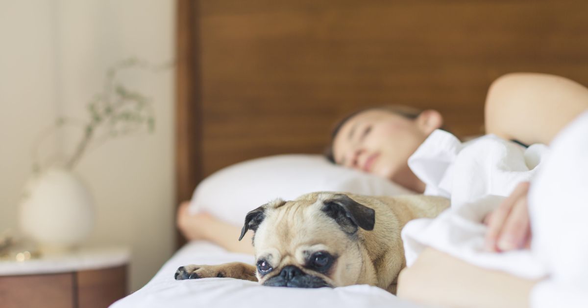 Femme au lit avec un chien. Elle a pu s'endormir rapidement